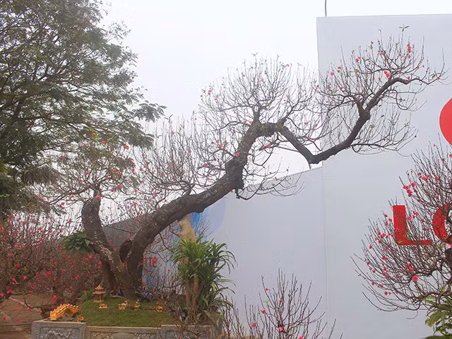 Theo chủ vườn, gốc đào có tuổi thọ từ 50 đến gần trăm năm, giá bán lên tới hơn 100 triệu đồng. Ảnh: Dân Việt.