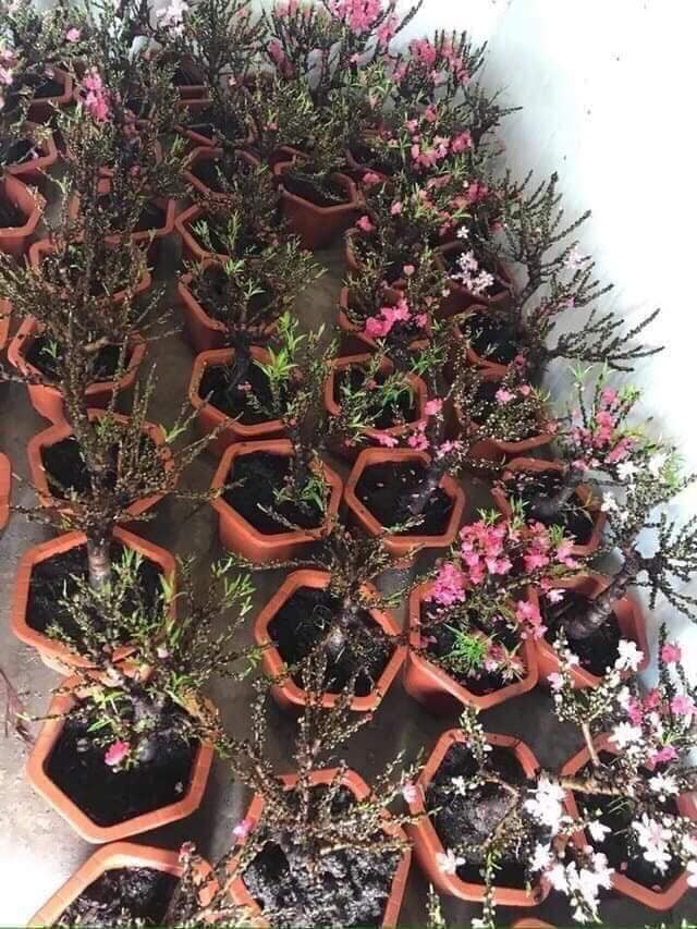 Bên cạnh đó, đào mini cũng khá hút khách với đủ các loại hình dáng khác nhau. Ảnh: FB Linh Moon.
