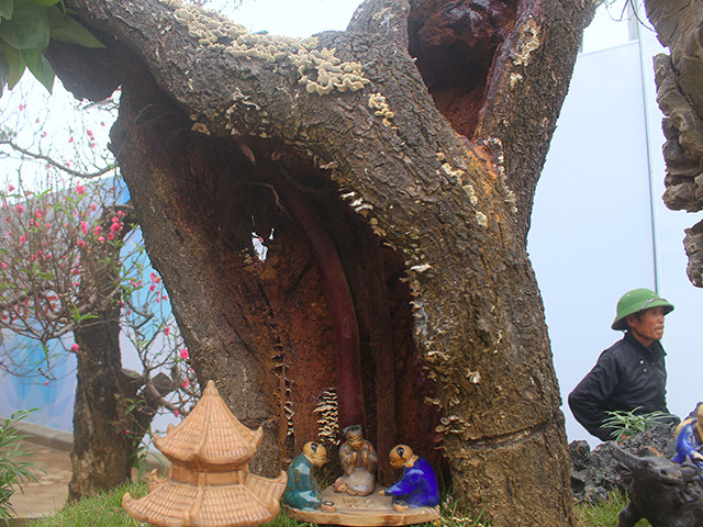 Năm nay, những cây đào rừng thân mục, rỗng nhưng có thế rất đẹp cũng thu hút nhiều khách bởi sự độc, lạ. Ảnh: Dân Việt.