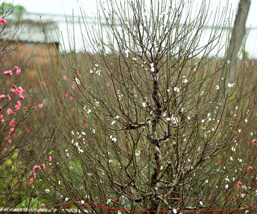 Để sở hữu cây đào trắng quý hiếm này phải là những tay chơi giàu có. Thậm chí, chủ vườn không bán mà chỉ cho thuê với giá hàng chục triệu đồng. Ảnh: Tổ quốc.