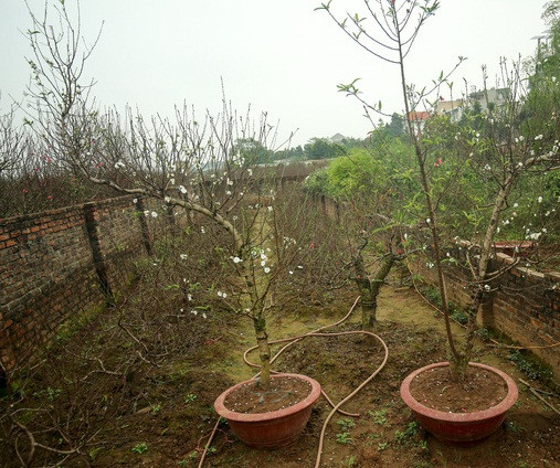 Là giống cây cảnh chỉ dành cho vua chúa thời xưa, nay hoa đào trắng (bạch đào) được nhân giống thành công tại làng Nhật Tân (Hà Nội). Tuy nhiên, số lượng cây vô cùng ít ỏi. Ảnh: Tổ quốc.