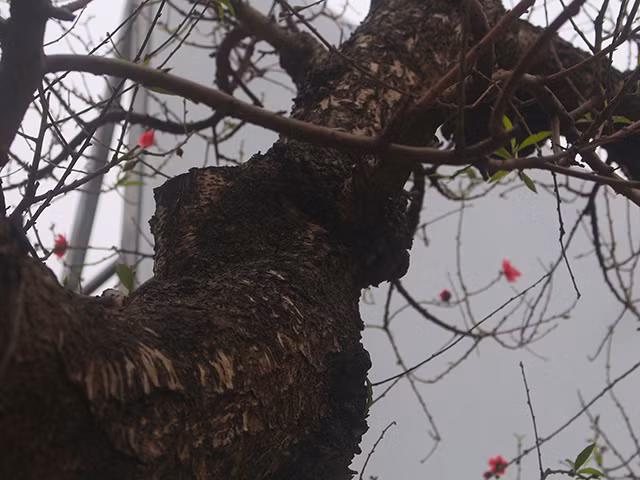 Thân đào xù xì, xuất hiện nhiều vảy, nấm làm tăng vẻ cổ kính của cây. Ảnh: Dân Việt.