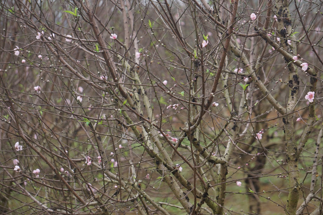 Những gốc đào phai có giá từ 700.000 - 1 triệu đồng cũng rất hút khách. Ảnh: Zing.