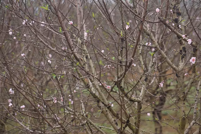 Những gốc đào phai có giá từ 700.000 - 1 triệu đồng cũng rất hút khách. Ảnh: Zing.