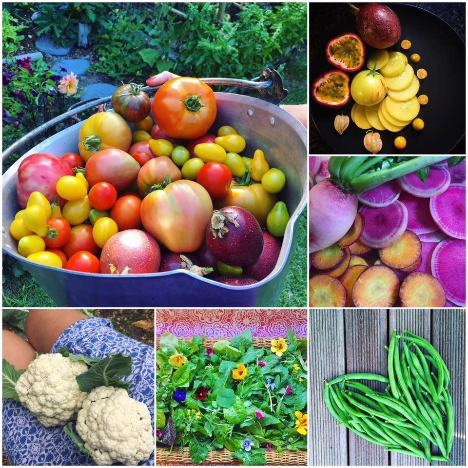 Jill trồng tới 40 loại cà chua khác nhau.