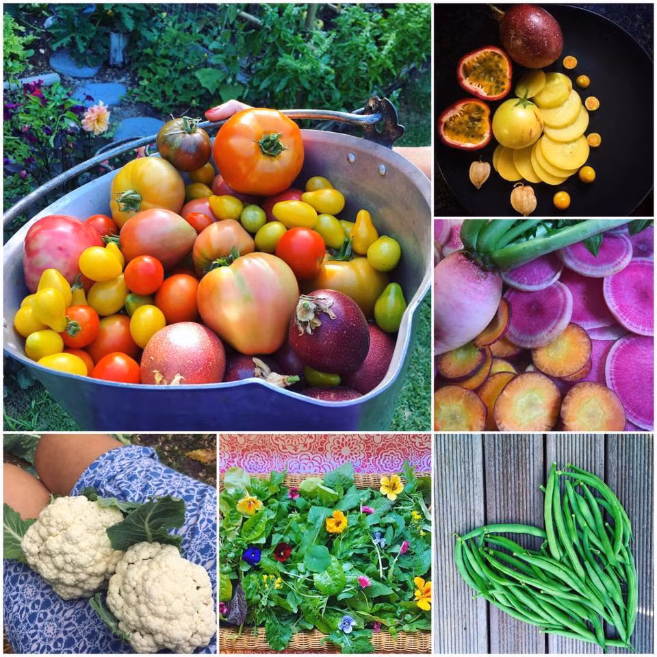 Jill trồng tới 40 loại cà chua khác nhau.