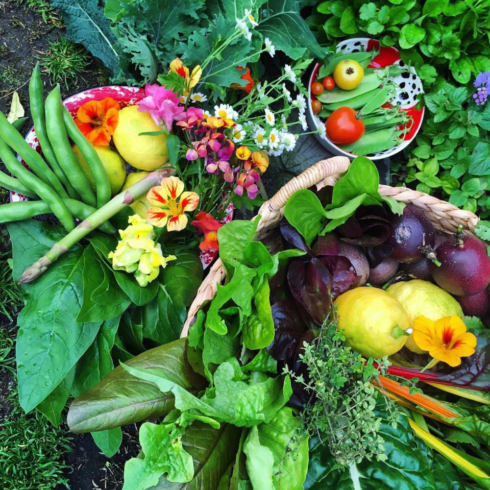 Ngay từ khi chuyển về nhà mới ở Cape Town (19 năm trước), Jill đã bắt tay vào công việc làm vườn.