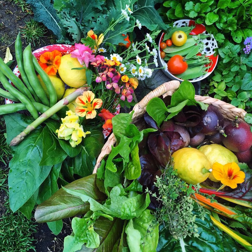 Ngay từ khi chuyển về nhà mới ở Cape Town (19 năm trước), Jill đã bắt tay vào công việc làm vườn.