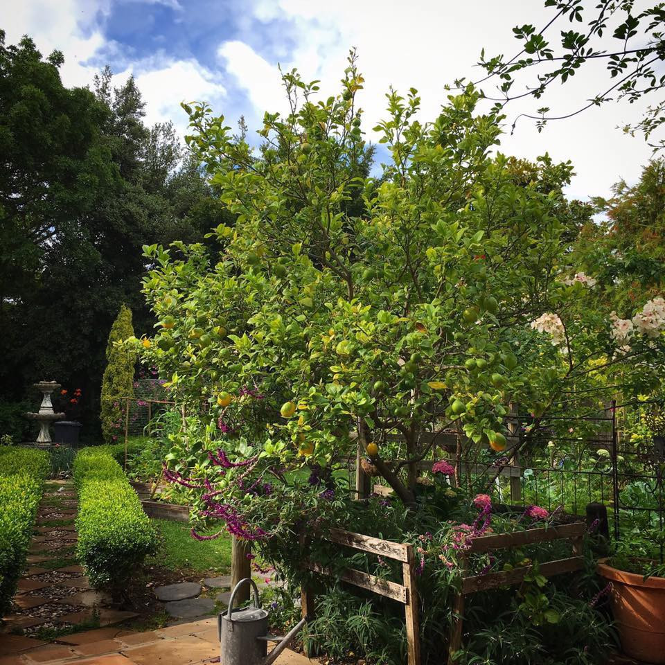 Cây cảnh sai trĩu quả.