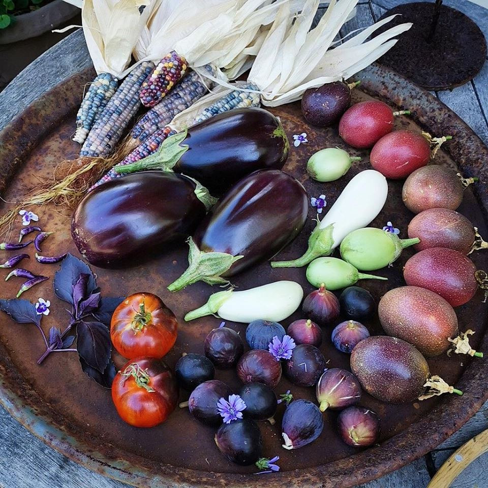 Cà tím cũng có đến 10 giống khác nhau.