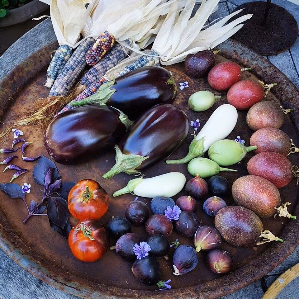 Cà tím cũng có đến 10 giống khác nhau.