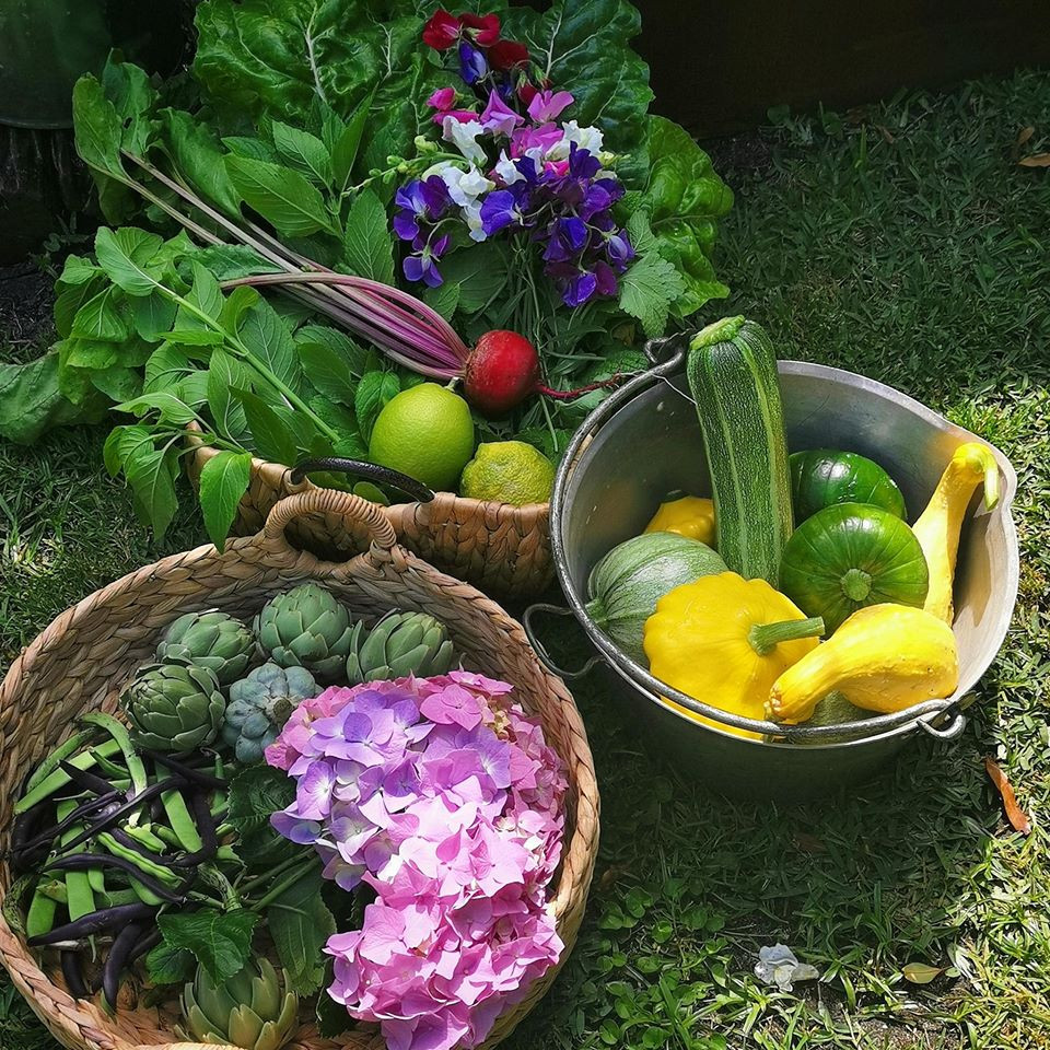 Với đủ loại rau củ, vườn rau của Jill đủ cung cấp đến 70% thực phẩm cho bữa ăn hàng ngày.