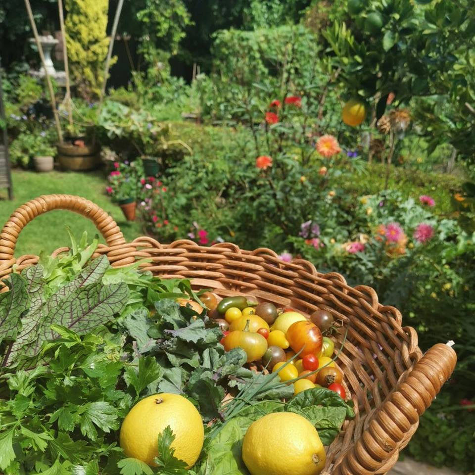 Nhiều vị khách đến thăm thường ví khu vườn của Jill giống như một thiên đường. Nguồn ảnh: HWGF.