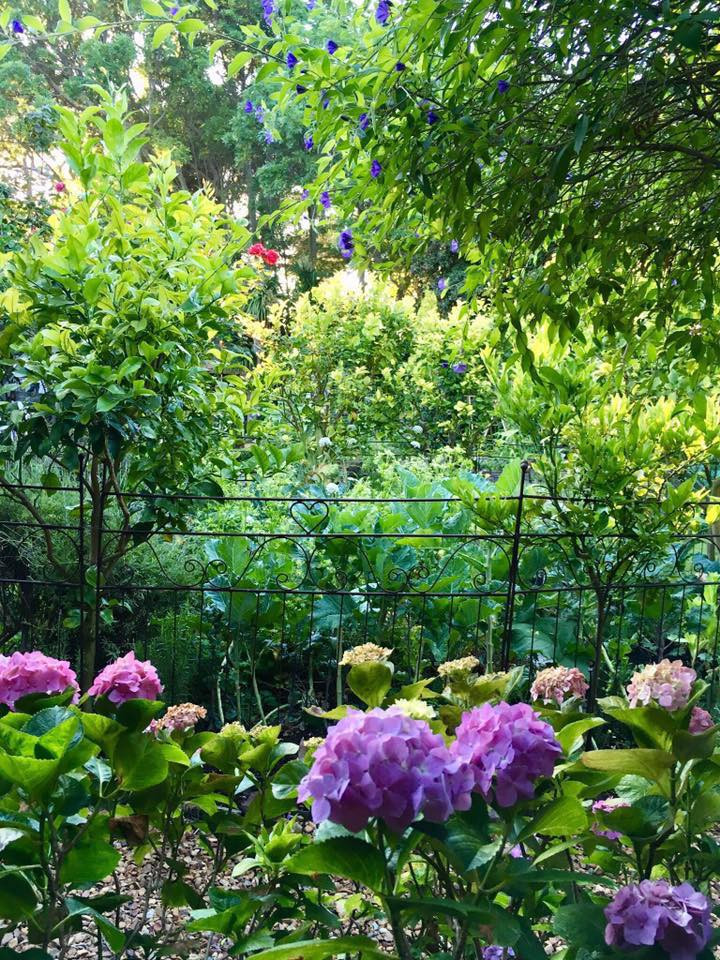 Ngoài rau xanh, khu vườn của Jill còn có rất nhiều loại hoa.