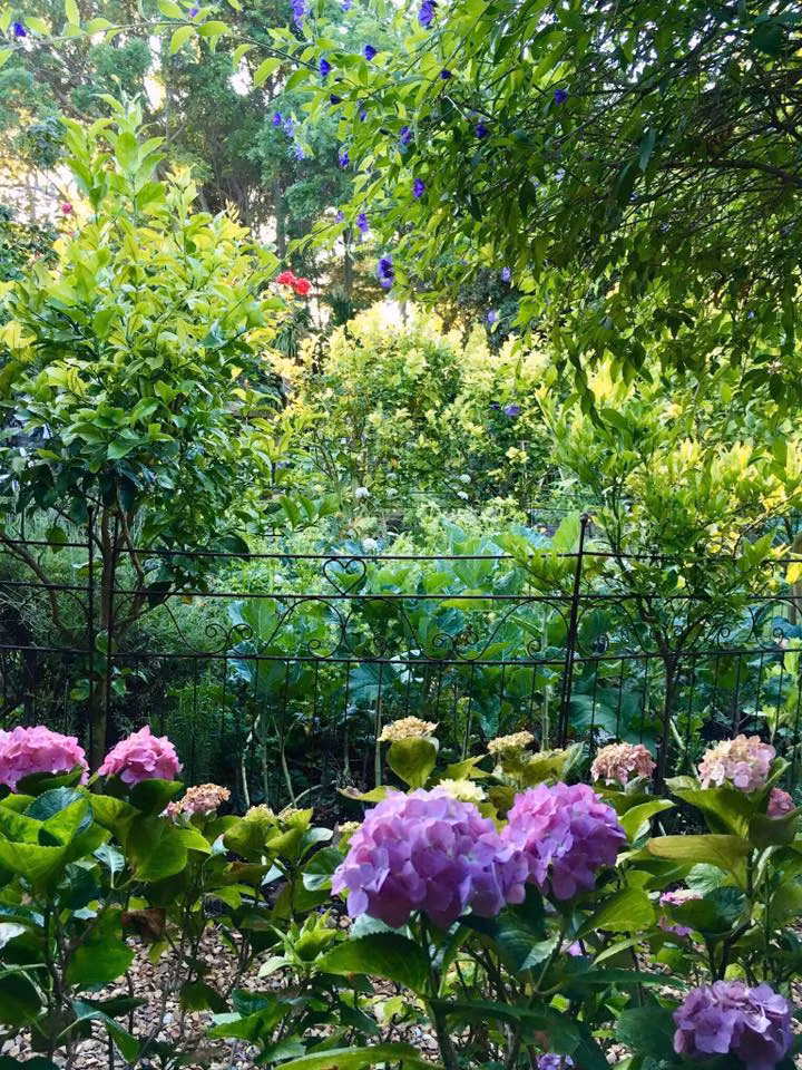 Ngoài rau xanh, khu vườn của Jill còn có rất nhiều loại hoa.