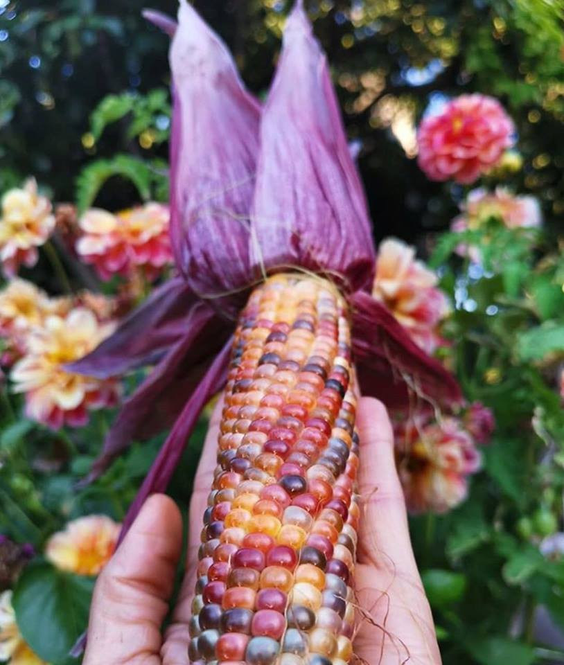Bắp ngô tím trong vườn.
