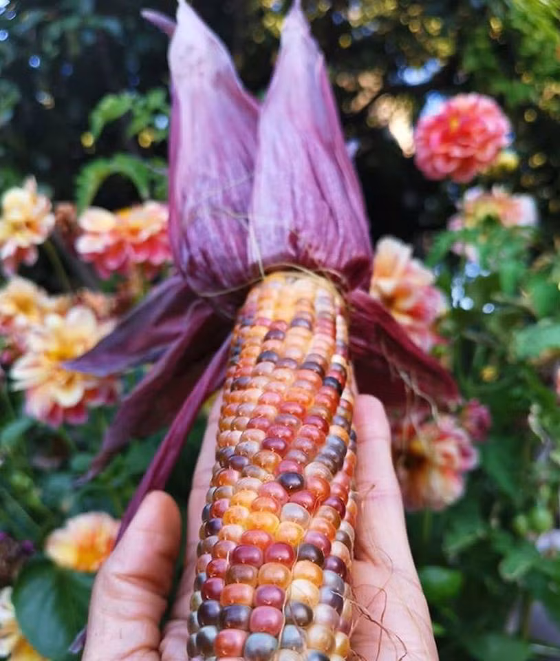 Bắp ngô tím trong vườn.