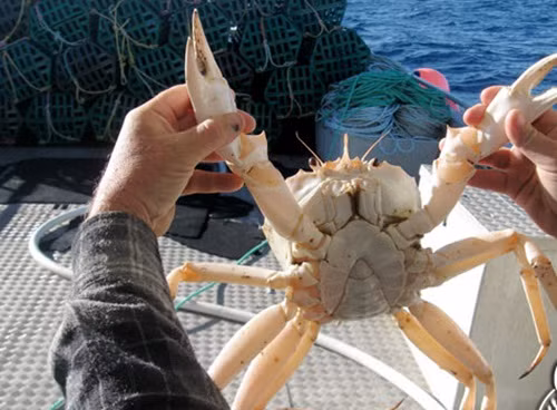 Cua pha lê sống ở sâu dưới đáy đại dương và phân bố chủ yếu ở khu vực các vùng biển hoang sơ ở Tây Úc. Ảnh: Hieuhaisan.