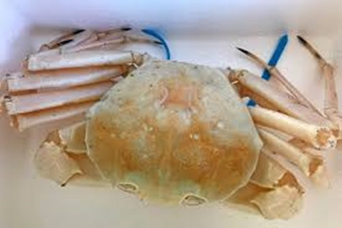 Chia sẻ về loại cua nhập khẩu này, chủ một cửa hàng hải sản ở quận Tân Bình (TP HCM) cho biết cua pha lê Australia chỉ có theo mùa nên khá hiếm. Ảnh: Wafic.