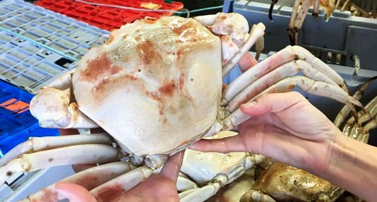 Loại cua nhập khẩu này có kích cỡ lớn, từ 1,5kg - 2,5kg/con. Ảnh: Hieuhaisan.