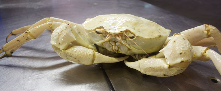 Mức giá cao đến tiền triệu nhưng không phải khách mua lúc nào cũng có sẵn. Cô Tám (quận Thủ Đức, TP HCM) cho biết tuần trước mua được 2 con cua pha lê nặng gần 3kg với giá hơn 6 triệu đồng. Ảnh: Internet.