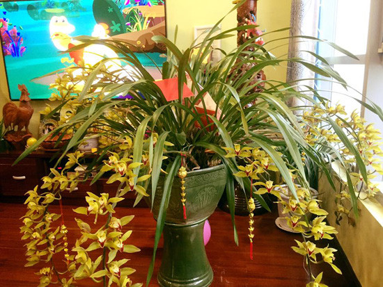 Trong phòng khách, Tự Long chọn một chậu địa lan to, ngập sắc vàng. Ảnh: Congly.