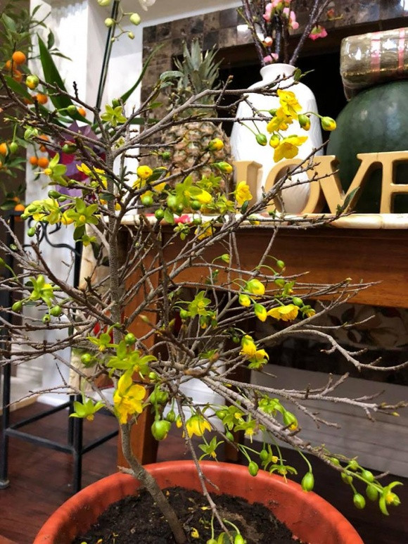 Ca sĩ Hồng Ngọc trang hoàng nhà cửa đón Tết với đầy đủ đào, mai, quất....Ảnh: Nld.