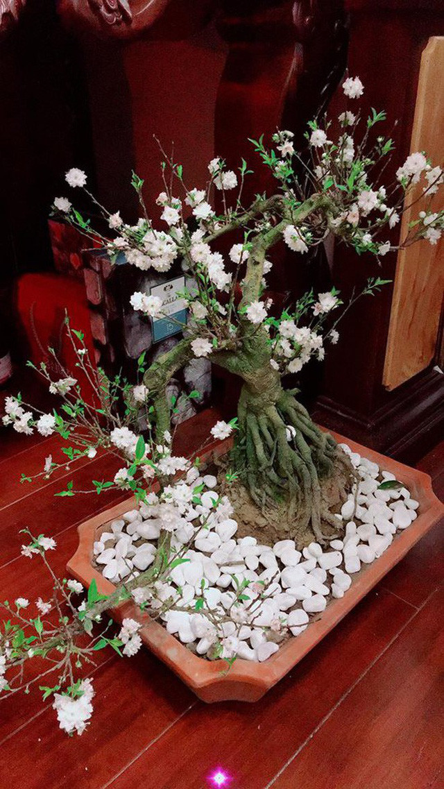 Một chậu hoa xinh xắn đủ mang đến không khí Tết ấm cúng trong nhà của Tuấn Hưng. Ảnh: Giadinhnet.