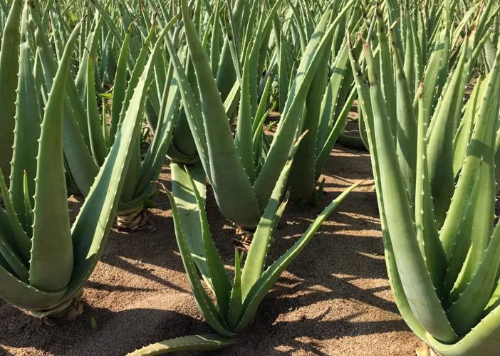 Với giá bán từ 800 - 1.300 đồng/kg, người trồng nha đam tại đây có lãi từ 25 - 30 triệu đồng/ha/đợt, sau khi trừ chi phí. Ảnh: Dân Việt.