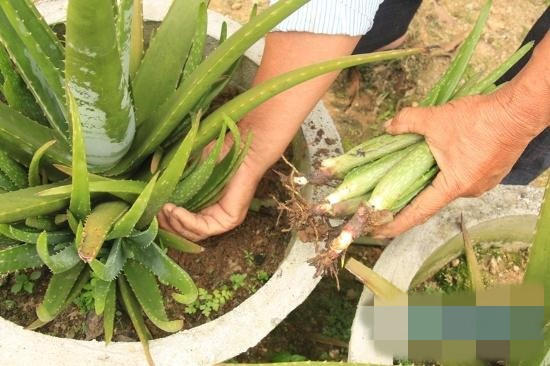 Sau khoảng 8 tháng, người trồng sẽ thu hoạch lứa đầu tiên. Từ đó, cứ khoảng 2 tuần là thu hoạch gối đầu 1 lần. Ngoài việc bán bẹ, ông Lãnh còn bán các loại cây con giống. Nguồn thu nhập từ cây nha đam mang lại cho ông gần cả trăm triệu đồng mỗi năm. Ảnh: Baoquangngai.