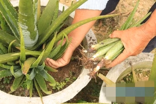 Sau khoảng 8 tháng, người trồng sẽ thu hoạch lứa đầu tiên. Từ đó, cứ khoảng 2 tuần là thu hoạch gối đầu 1 lần. Ngoài việc bán bẹ, ông Lãnh còn bán các loại cây con giống. Nguồn thu nhập từ cây nha đam mang lại cho ông gần cả trăm triệu đồng mỗi năm. Ảnh: Baoquangngai.