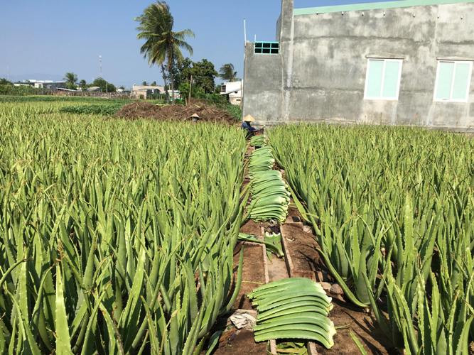 Ở vùng đất nắng gió Ninh Thuận, nha đam cũng được người dân chọn là mô hình làm giàu. Ảnh: Dân Việt.