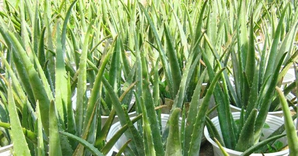 Nhờ trồng giống nha đam Mỹ, sử dụng màng che để hạn chế côn trùng, gia đình anh Hiếu có nguồn thu từ 1-1,5 triệu đồng/ngày. Ảnh: Baoangiang.