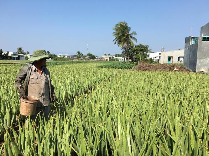 Cây nha đam được trồng từ hàng chục năm nay tại phường Văn Hải, Mỹ Hải, Mỹ Bình, TP.Phan Rang (Ninh Thuận). Nhờ hộ đã thoát nghèo nhờ giống cây này. Ảnh: Dân Việt.