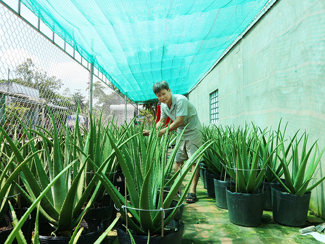 Từ những chiếc chậu, xô nhựa đã qua sử dụng, anh Nguyễn Hồng Hiếu (Thoại Sơn, An Giang) đã trồng nha đam quanh nhà. Ảnh: Baoangiang.