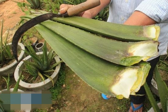 Ông lãnh chọn giống nha đam xuất xức từ Nam Mỹ, thích ứng với điều kiện thời tiết địa phương. Cây phát triển tốt, bẹ to và dày. Ảnh: Baoquangngai.