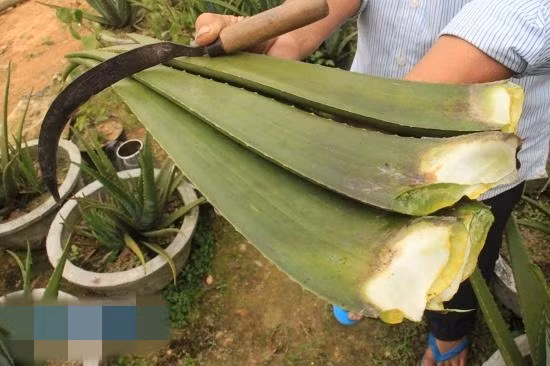 Ông lãnh chọn giống nha đam xuất xức từ Nam Mỹ, thích ứng với điều kiện thời tiết địa phương. Cây phát triển tốt, bẹ to và dày. Ảnh: Baoquangngai.