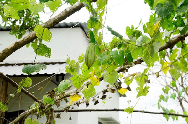 Giàn bầu, bí, mướp xanh mơn mởn trong nhà Việt Trinh.