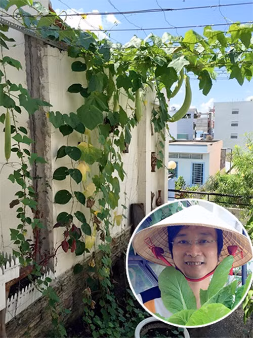 Khu vườn của nhạc sĩ Nguyễn Nhất Huy gọn gàng với chậu rau, giàn mướp phát triển khá tốt.