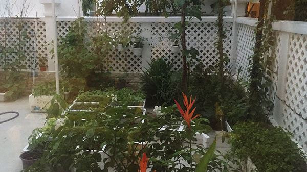 Khu vườn rộng gần 100m2 của Công Vinh - Thủy Tiên có đủ các loại rau.