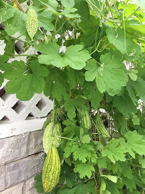 Đặc biệt là giàn mướp đắng chi chít quả.