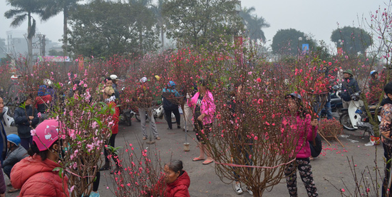 Đây cũng được coi là khu chợ hoa Tết có quy mô lớn nhất đất Hà thành vào mỗi dịp xuân về. Ảnh: VTV.