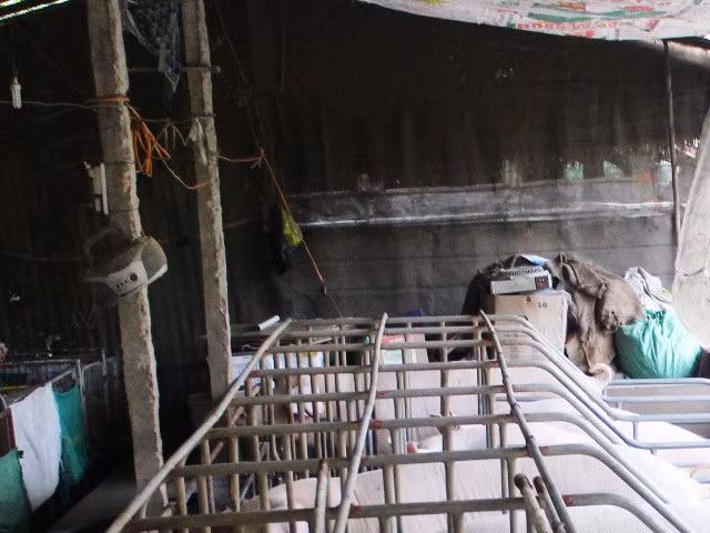 Anh Nguyễn Vũ Phương (phường 8, TP Vĩnh Long) nảy ra sáng kiến cho heo nghe nhạc khi heo nái nhà anh bị hư thai bởi tiếng ồn lớn. Ảnh: Zing.