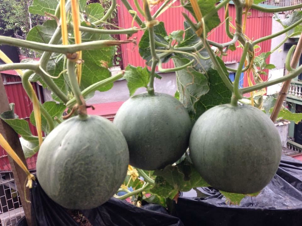 Chỉ với 40m2 trên sân thượng, chàng trai Nguyễn Mạnh Tùng ở Khâm Thiên (Đống Đa, Hà Nội) có thể thu hoạch tới 2,5 tạ dưa/vụ. Ảnh: Vietnamnet.