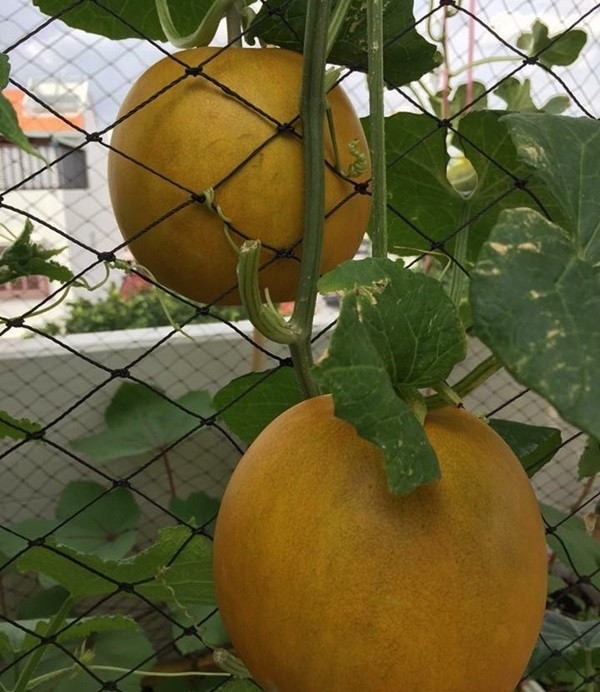 Kiều cho biết, hầu hết các loài dưa đều cho ra hoa từ 3 - 4 tuần gieo trồng. Ảnh: Em đẹp.