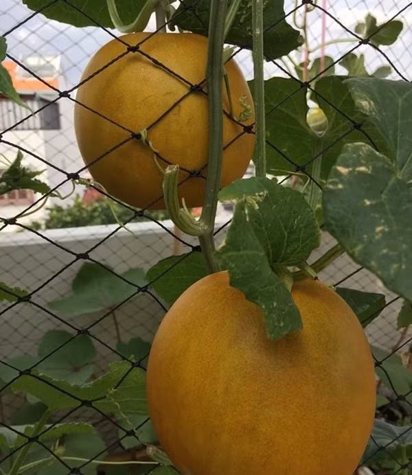 Kiều cho biết, hầu hết các loài dưa đều cho ra hoa từ 3 - 4 tuần gieo trồng. Ảnh: Em đẹp.