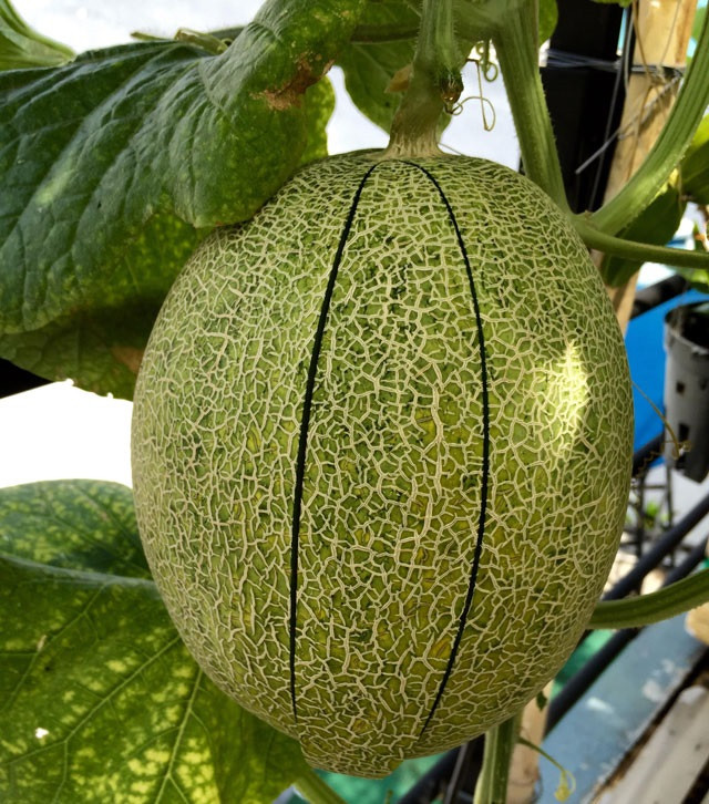 Những trái dưa nặng từ 2-3kg, ngọt như mật và thơm như hoa. Ảnh: Dân Việt.