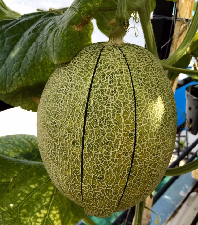 Những trái dưa nặng từ 2-3kg, ngọt như mật và thơm như hoa. Ảnh: Dân Việt.