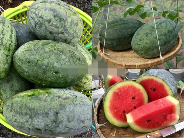 Không chỉ trồng thành công dưa lưới, anh Thuyên còn tiếp tục mày mò và tự trồng thành công dưa hấu trên sân thượng. Ảnh: Dân Việt.