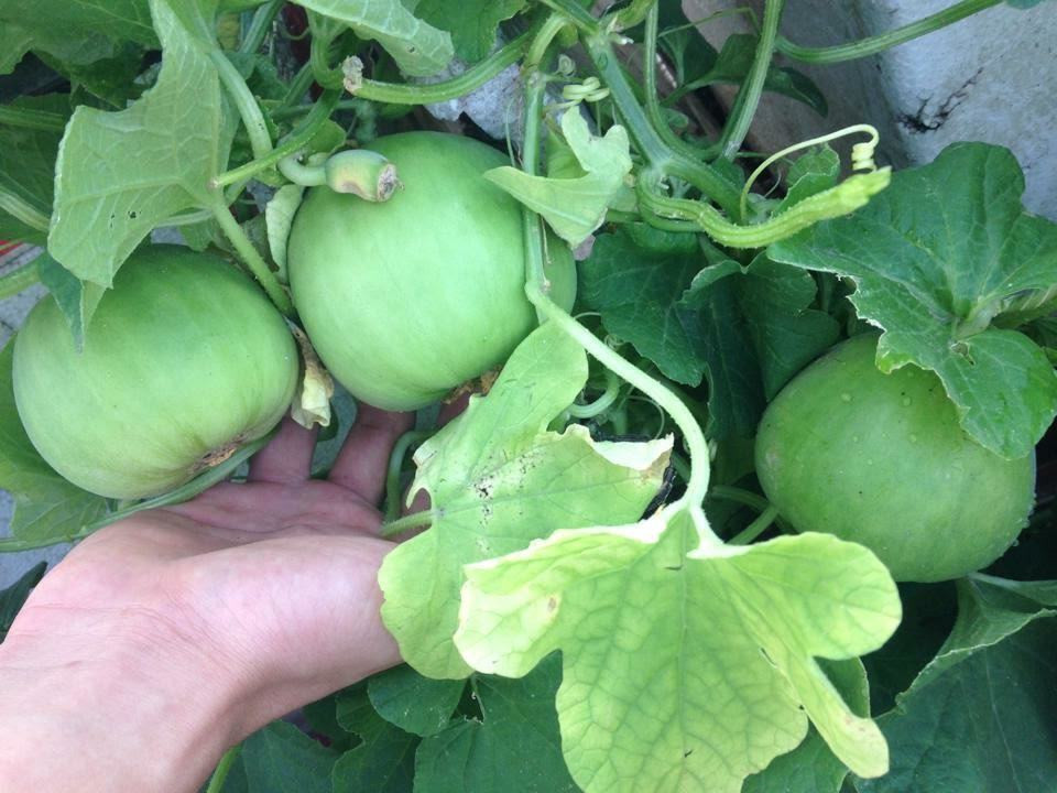 Tất cả đều sai lúc lỉu trông thích mắt. Ảnh: Vietnamnet.